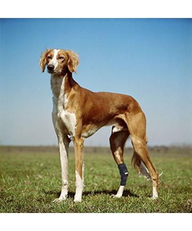 RockPet Dog Hind Leg Joint Brace Therapeutic Hip Bandage for Canines (M) - Buy Online on GoSupps.com