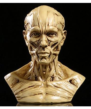 Zumllex 4-Inch Portable Human Anatomy Skull Model for Medical Study and Artist Drawing - Buy Online on GoSupps.com
