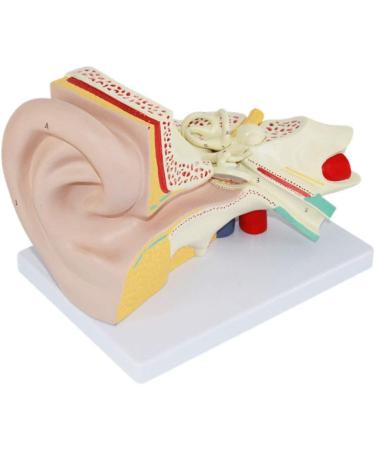 Human Ear Anatomical Enlargement Model Detachable Ear Model Ear Structure Model Inner Ear Labyrinth Suitable for Medical Teaching - Buy Online on GoSupps.com