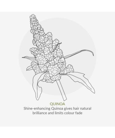 Green People Quinoa & Artichoke Conditioner 200ml | Vegan Silicone & SLS-Free | Natural Gloss for All Hair Types | Eco-Friendly Hair Care - Buy Online on GoSupps.com