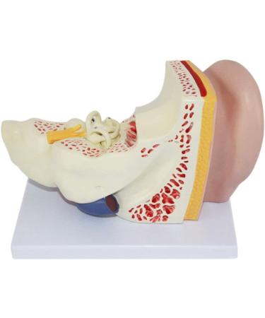 Anatomical Human Ear Magnification Model Removable Ear Texture Ear Template Labyrinth Suitable for Medical Teaching - Buy Online on GoSupps.com