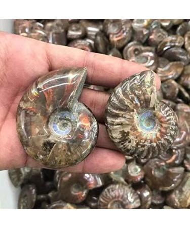 Natural Crystals Stone Ammonite Colorful 1pc Ornaments Chakra Reiki Balancing - Buy Online on GoSupps.com