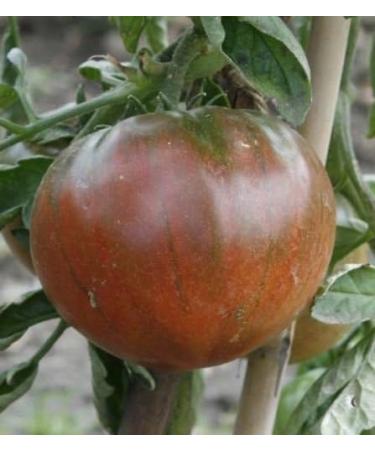 Bulk 50 Huge Gourmet Black Tomato Sweetest Flavor - Buy Online on GoSupps.com
