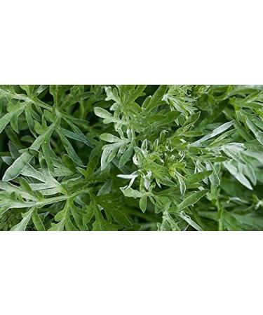 Wormwood Tincture 100ml - Artemisia absinthum Extract (Pack of 1) - Buy Online on GoSupps.com