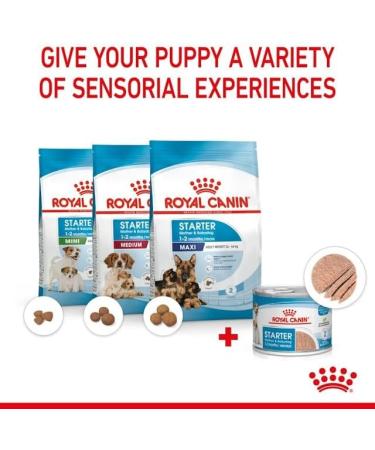 Royal Canin Mini Starter Complete Wet Food for Mother & Babydog 12 x 195g - Buy Online on GoSupps.com