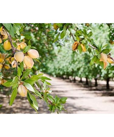 Blanched Slivered Almonds 8 Pounds Chopped Raw Blanched Almonds Unsalted Vegan Keto Kosher Bulk. High in Protein Vitamin E Riboflavin. Great for Cooking Baking Salads - Buy Online on GoSupps.com