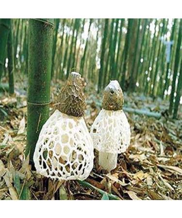 WENXUANSU:1 Pound (454 grams) Wild Bamboo Fungus Dried Mushroom from Yunnan China - Buy Online on GoSupps.com