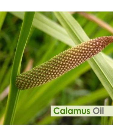 Calamus (Acorus Calamus) Essential Oil 100% Pure & Natural - Undiluted Uncut Cold Pressed Aromatherapy Premium Oil - Therapeutic Grade - 30 ML Calamus 30 ml (Pack of 1) - Buy Online on GoSupps.com