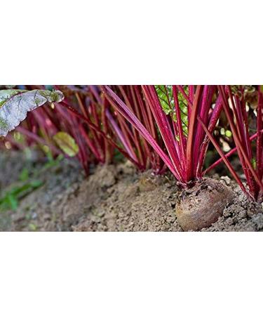 Beetroot powder - 500g (Quality assured) - Buy Online on GoSupps.com