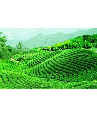 250g de bon th chinois Anxi Tieguanyin th vert - Buy Online on GoSupps.com