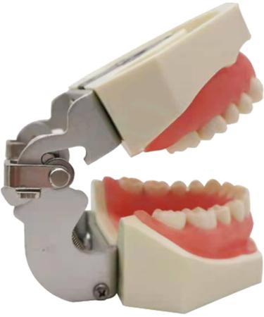 Dytah Typodont Troch Model - Realistic Dental Teaching Model with Removable Teeth for Adult Demonstration - International Shipping Available - Buy Online on GoSupps.com