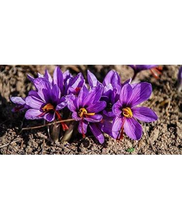 Saffron - Silk Route Spice Company (0.14 US Oz/4g) - Buy Online on GoSupps.com