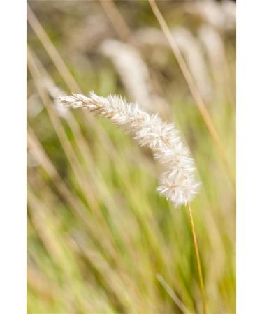 Melica Ciliata Eyelash Pearl Grass - 9cm Pot | Buy Internationally | Fast Shipping - Buy Online on GoSupps.com