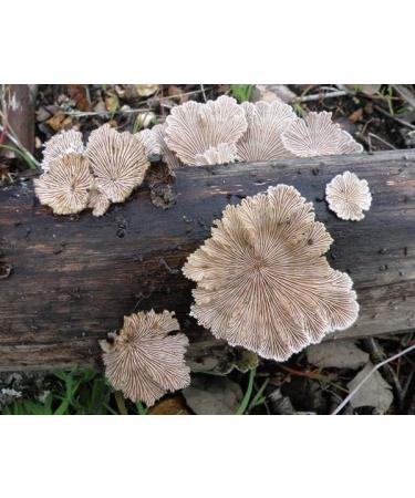 DXN Scelium Schizophyllum Split Gill Sugikikurage - Buy Online on GoSupps.com