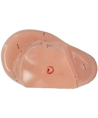 10 Pcs Human Ear Acupuncture Anatomical Model with Acupuncture Points English Version Ear Acupuncture Earpins Model for Study - Buy Online on GoSupps.com