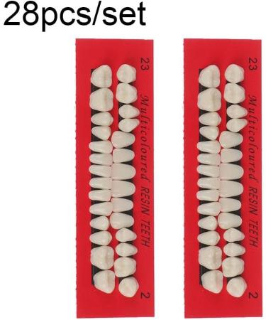 Baokuan 28PC Dental Teeth Lessons Model - Realistic Resin Tooth Substitute Set for Educational Use - Buy Online on GoSupps.com