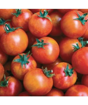 30 Semi isis Candy Cherry of Tomato 2018 (Non GMO Semi -cimel Vegetable!) - Buy Online on GoSupps.com