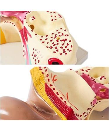 Unisex Adult Oversized Ears Model 29x17cm PVC Plastic Removable Model anatomiesystem for Medical - Buy Online on GoSupps.com