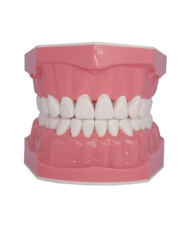 1.5X Large Dental Typodont Model for Kids - Tooth Brushing & Flossing Practice Removable Lower Teeth for Dental Students | Ideal Teaching Tool - Buy Online on GoSupps.com