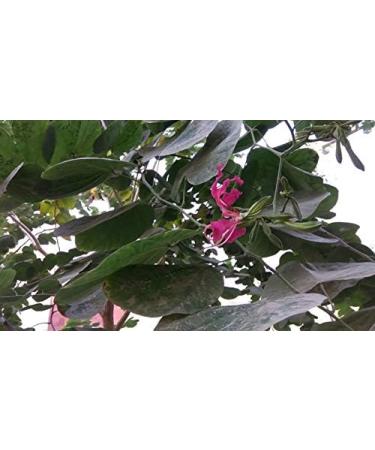 Kanchnar Guggul (Thyroid-Glandular Harmony) - Buy Online on GoSupps.com