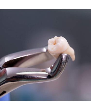 LMEILI Stainless Steel Tooth Extraction Forceps Kit - Dental Surgical Pliers for Adults | International Shipping Available - Buy Online on GoSupps.com