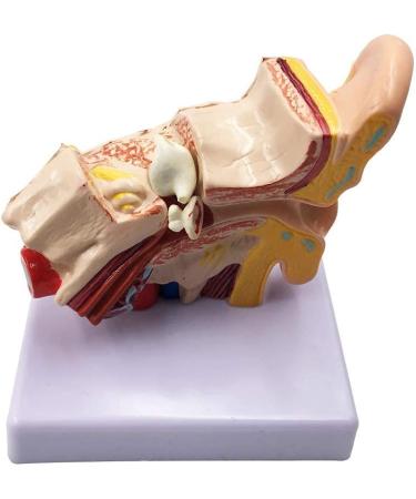 Human Ear Model 1.5 Times Natural Size Model with 2 Parts Illustrating Ear Regions Ear Cleaner Humans - Buy Online on GoSupps.com