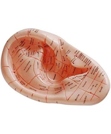 10 Pcs Human Ear Acupuncture Anatomical Model with Acupuncture Points English Version Ear Acupuncture Earpins Model for Study - Buy Online on GoSupps.com