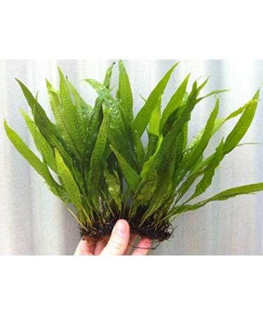 Java Fern on 3 x 2.5 Coco Mat | Microsorum Pteropus - Easy Tropical Live Aquarium Plant by Aquarium Plants Discounts - Buy Online on GoSupps.com