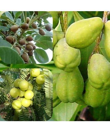 Trifala Capsules: Maximum Potency for Digestive Support, Body Infection Defense, and Improved Blood Circulation - Buy Online on GoSupps.com