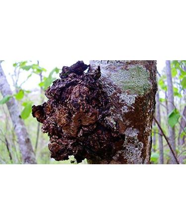 Super Mushroom Nutri-Complex - 250g (Medicinal Mushroom Powder) - Buy Online on GoSupps.com