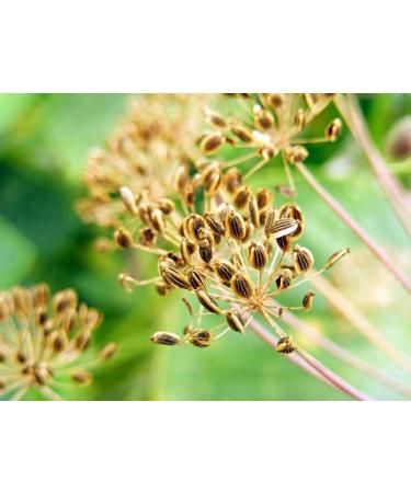 Dill seed 150 g natural Dill seeds Aneth natural dill seeds  - Buy Online on GoSupps.com
