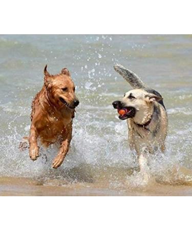 Canimove Hepar for Dogs - 100 Capsules | Liver & Bile Support with Karaliv Silymarin & Choline | Best for Large & Small Dogs - Buy Online on GoSupps.com