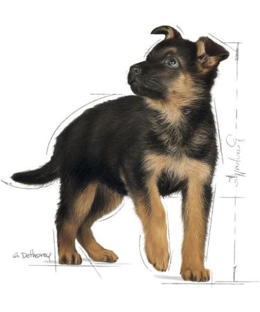 Royal Canin Maxi Junior Dog Food 4 kg - Buy Online on GoSupps.com