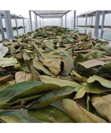 FEUILLES DE COROSSOL S CH ES 100% Naturel Non trait es R colte sauvage Sans pesticides. Soursop Graviola. Marque fran aise L'EssenCiel. 100g - Buy Online on GoSupps.com