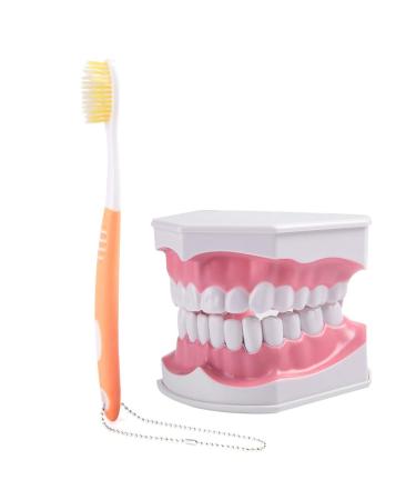 Adult Dental Teeth Model - Adult Dental Teeth Model and toothbrush with removable high-quality teaching model