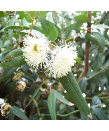 Buy 30+ SEMI Tasmania Gum Blue Eucalyptus Globulus - International Shipping Available - Buy Online on GoSupps.com