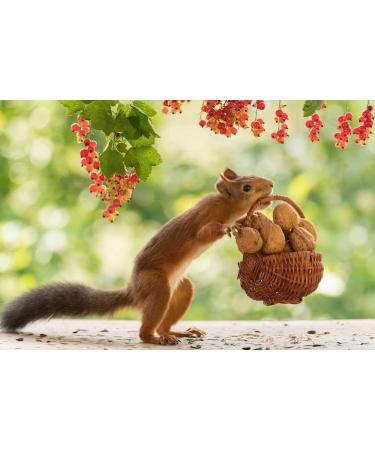 New Harvest 2022: 25kg Raw & Unprocessed Walnuts in Bowl for Squirrels - 100% Vegan & Natural - Buy Online on GoSupps.com