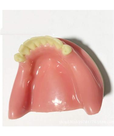 Buy Fhuili Dental Implant Practice Model - Mandibular Missing Teeth Simulation with Soft Gums for Oral Demonstration - Ideal for Dental Training - Buy Online on GoSupps.com