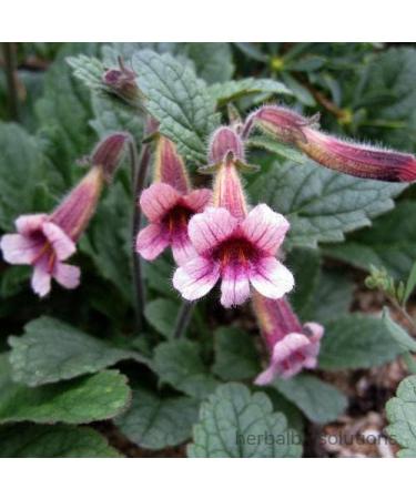 Natural Code - Rehmannia Root 454g/1lb - Radix Rehmanniae - Sheng Di Huang - Non GMO - Vegan - No Preservatives or Additives - 100% Natural - Buy Online on GoSupps.com