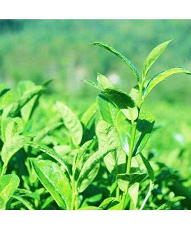 100g (0.22LB) Ta wan hautes montagnes Jin Xuan Oolong th Tiguanyin vert th Oolong th vert - Buy Online on GoSupps.com