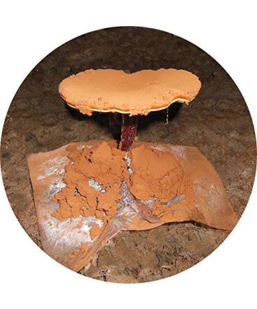 Dragon Herbs Duanwood Reishi Spore Oil 500mg - 30 Softgels | Premium Immune Support - Buy Online on GoSupps.com