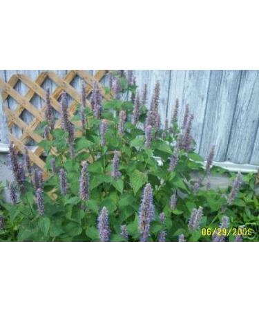 Peppermint Aromatherapy Essential Oil 100% Pure - 1/2 oz_Mentha Piperita