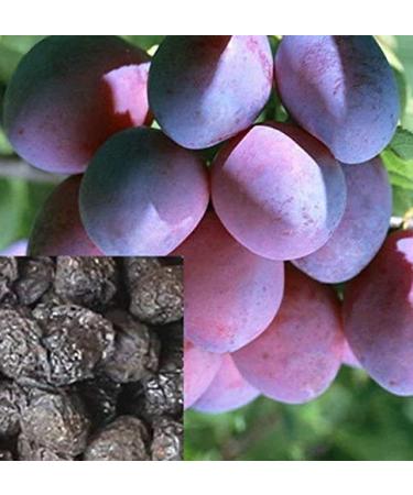 DR T&T DR T&T 500 g Dried Herbs Wu Mei (Fructus Mume)