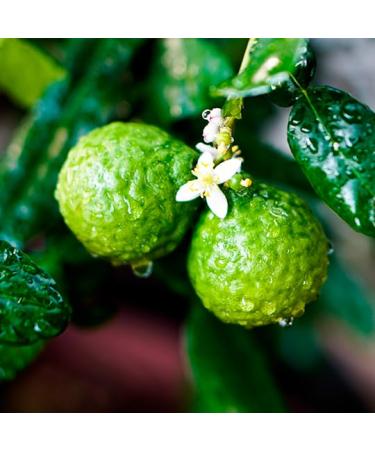 Zermat Perfect Fragrance for Men Fresh - Herbal Scent 3.4 Fl. Oz - Buy Online on GoSupps.com