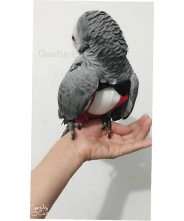 Zonfer Handmade Bird Clothes | Parrot Diaper Napkin Suit for Small Parrots & Cockatiels | Gentle & Classy Outfit - Buy Online on GoSupps.com