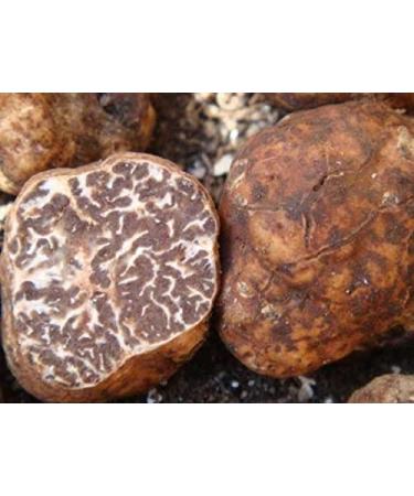 Truffle Butter with White Truffle - 5 x 80g - Gourmet Burro Con Tartufo for Risotto Starters & Pasta Dishes - Buy Online on GoSupps.com