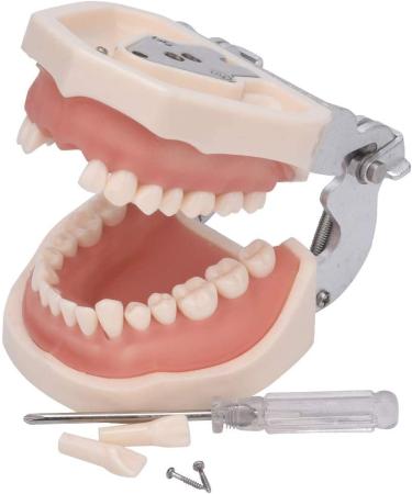 28/32 Teeth Model Dental Care Model Denture Teaching Model Teeth Model Mouth Model Speech Therapy Tooth Model for Dental Student Practice Teeth with A Small Screwdriver - Buy Online on GoSupps.com