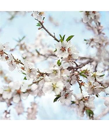 Weleda Perineum Massage Oil 50ml - Prevent Tearing During Childbirth - Buy Online on GoSupps.com