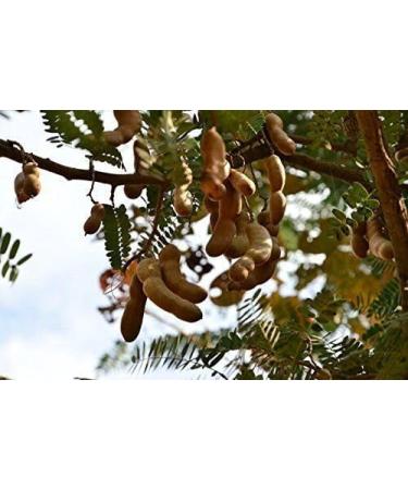 4 Pound (1816 grams) Sweet tamarind dried fruit from Yunnan China. - Buy Online on GoSupps.com