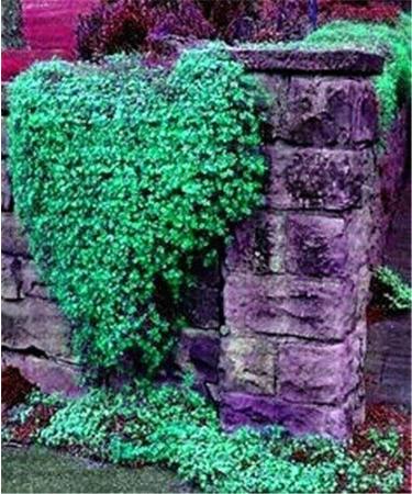 9 100 stukszak Creeping Rock Cress Thyme Seeds or Blue Rock Cress Seeds Perennial Ground Cover Seeds Natural Growing for Home Garden